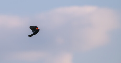 Red-winged blackbird flying in shadow with only its bright red wing feathers seen.