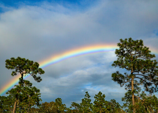 Rainbow Over the Trees