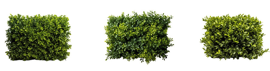 Obraz premium Set of green leaves tropical foliage plant bush, isolated on transparent background
