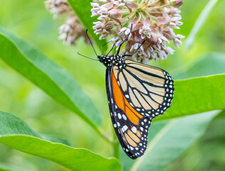Monarch Butterfly on Common Milkweed in Summer Meadow