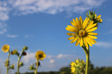 Compass plant bloom closeup with others in the background at Linne Woods in Morton Grove, Illinois