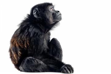 Fototapeta premium the beside view of a Howler Monkey, left side view, isolated on white background