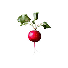 Obraz premium Radish isolated on a transparent background PNG.