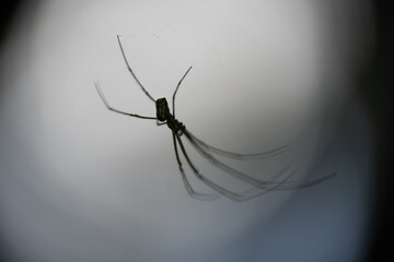 spider on a web