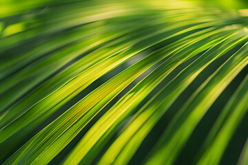 Obraz premium Close-up of vibrant green palm leaf with sunlight shining through, creating a natural pattern of light and shadow. Perfect for nature and tropical themes.