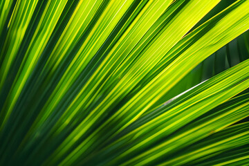 Obraz premium Close-up of vibrant green palm leaves with sunlight shining through, creating a beautiful natural pattern. Perfect for nature and botanical themes.