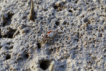 Close-up view of Fiddler crab in wetlands mud