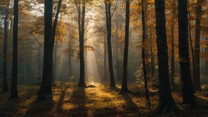Morning Light on a Beautiful Autumn Forest Landscape