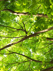 Spring is coming, and the green leaves of Pueraria lobata grow vigorously under the sunlight.