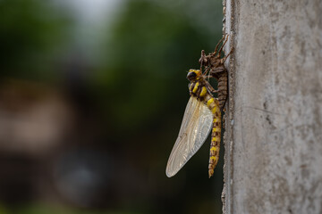 羽化直後のオニヤンマ