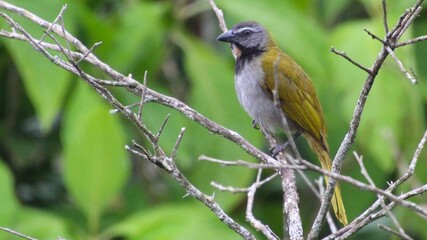 Saltador Gorgianteado
Saltador maximus
Buff-throated saltator