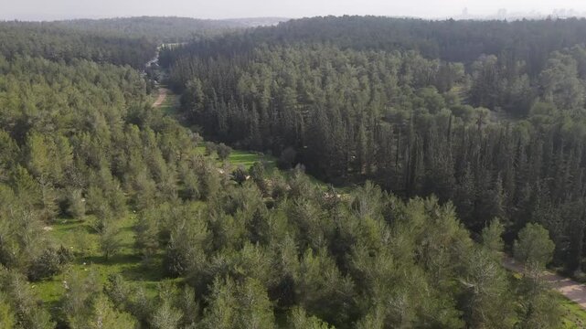 Aerial Shot Of Trees Growing In Ben Shemen Forest, Drone Flying On Sunny Day