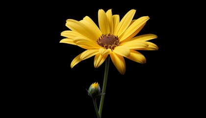 yellow daisy flower