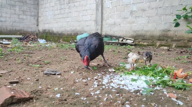 Mother hen and two chicks are eating rice on the ground