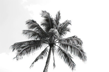 Artistic black and white photograph of a tall palm tree, capturing the intricate details of the leaves and trunk, providing a serene and timeless depiction of tropical nature, perfect for decor and ar