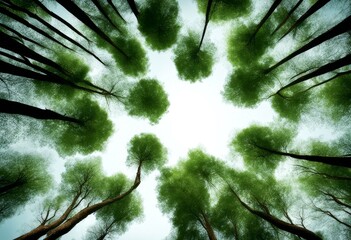 Obraz premium looking tops trees green wood health natural nature healthy background organic fresh meditation