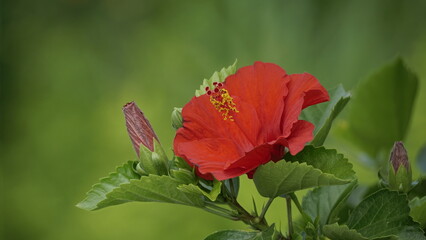 Close-up of red hibiscus blooming on a tree