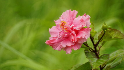 Obraz premium Close-up of pink hibiscus blooming on a tree