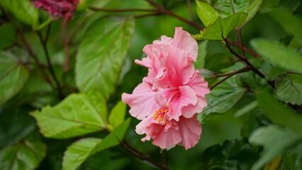 Obraz premium Close-up of pink hibiscus blooming on a tree
