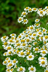 Blooming pyrethrum in the summer garden