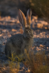Jackrabbit sitting between desert shrubs as the sun sets.