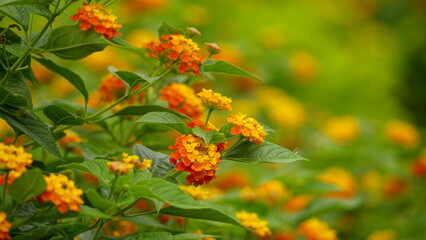 Close-up of colorful Lantana camara flowers blooming