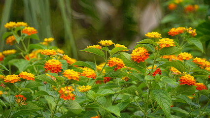 Close-up of colorful Lantana camara flowers blooming