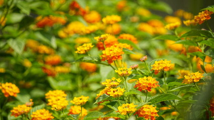 Close-up of colorful Lantana camara flowers blooming