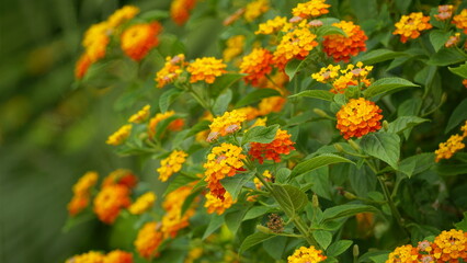 Close-up of colorful Lantana camara flowers blooming