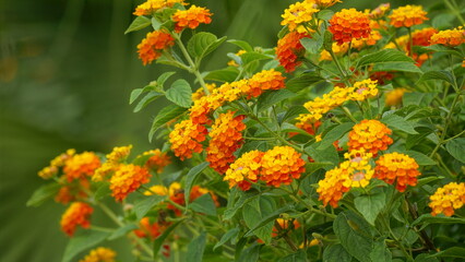 Close-up of colorful Lantana camara flowers blooming