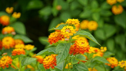 Close-up of colorful Lantana camara flowers blooming