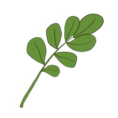 Green sprig of mistletoe without berries, color illustration