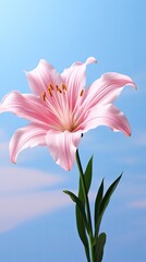 Fototapeta premium a pink flower with a green stem and a green leaf.