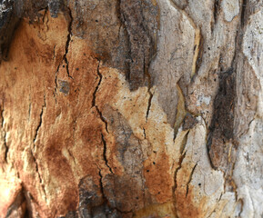 Eucalyptus tree bark texture, Bark of eucalyptus tree, seamless texture, a eucalyptus tree bark texture background image