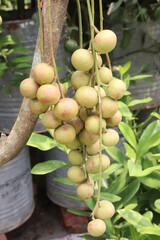 Baccaurea motleyana fruit on tree in farm