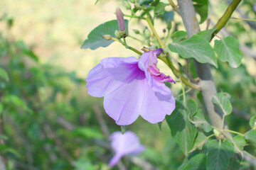 Ipomoea carnea, Ipomoea carnea, the pink morning glory is a species of morning glory that grows as a bush, A close view of Ipomoea carnea flower in nature, Chakwal, Punjab, Pakistan