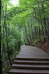 Obraz premium wooden bridge in the forest