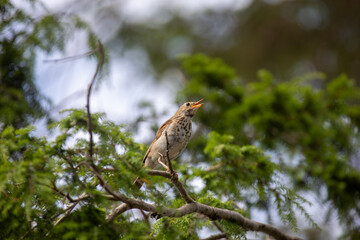 A hermit thrush singing while perched on a branch.
