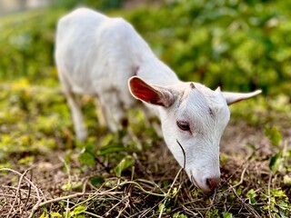Obraz premium White Goat Kid (The Kid of Peace)