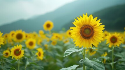 A vibrant sunflower field with mountains in the background, showcasing bright yellow flowers under a cloudy sky.