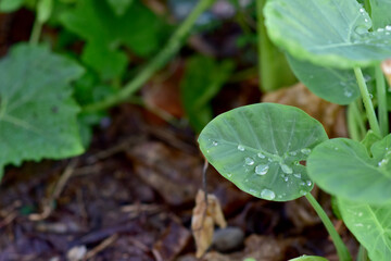 Closeup of Water Drops with dew on Green Grass in the morning with blurred bokeh background.