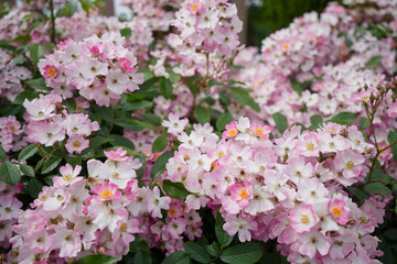 優美な一重咲きのバラ