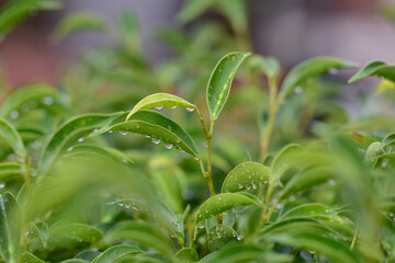 Fototapeta premium Closeup of Water Drops with dew on Green Grass in the morning with blurred bokeh background.