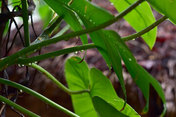 Closeup of Water Drops with dew on Green Grass in the morning with blurred bokeh background.