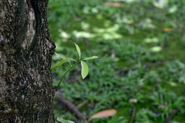 Closeup of Green Small Tree grew up from a large tree in the park with nature background at Thailand.