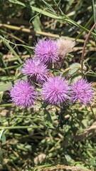 Close up of a bunch of small pink wildflower blossoms, specifically Creeping Thistle (Cirsium arvense), with a field out of focus in the background. 