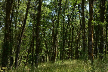 Fototapeta premium View of lush green deciduous forest on a clear sunny day.