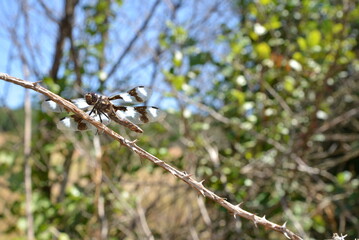 Close up of dragonfly, specifically a Eight-spotted Skimmer (Libellula forensis), resting on a branch with foliage out of focus in the background. 