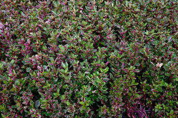 Top Views of Small Plant growing on the soil with nature background at Thailand.