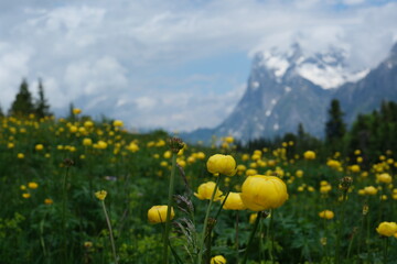スイスアルプスのお花畑。グリンデルワルト
Panoramic view of idyllic mountain scenery in the Swiss Alps with fresh green meadows in bloom